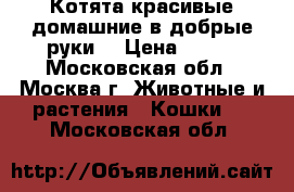Котята красивые домашние в добрые руки. › Цена ­ 500 - Московская обл., Москва г. Животные и растения » Кошки   . Московская обл.